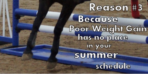 Comfort Gut Ultimate for weight gain and support for horses on medication