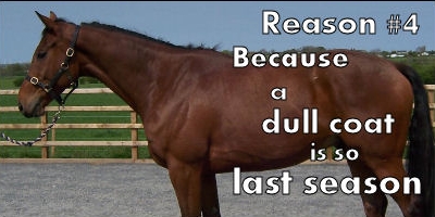 Comfort Gut for a Shiny Coat