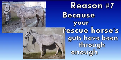 Build up your horse with Comfort Gut Ultimate