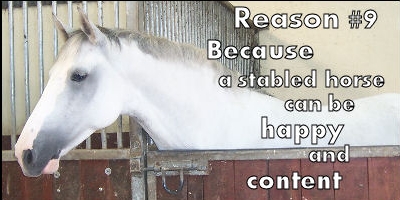 A Comfort Gut Horse is a Happy Horse